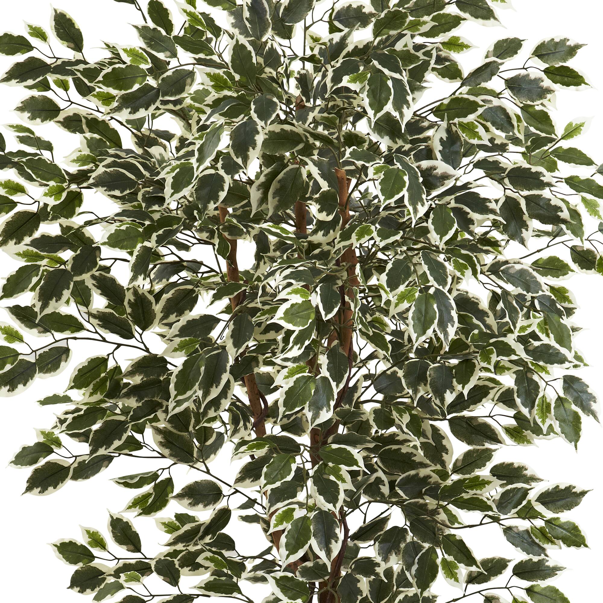6ft. Potted Hawaiian Ficus Tree